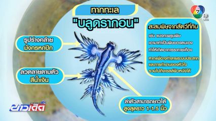 จับเสี่ยงตาย Blue Dragon สวยพิฆาต