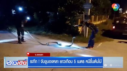 ระทึก ! จับงูบองหลา ยาวเกือบ 5 เมตร หนีขึ้นต้นไม้