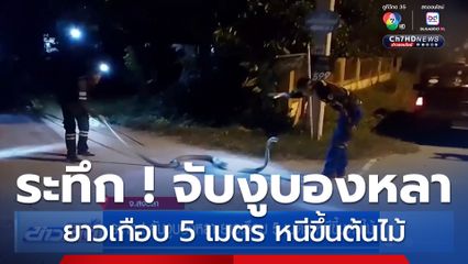 ระทึก ! จับงูบองหลา ยาวเกือบ 5 เมตร หนีขึ้นต้นไม้