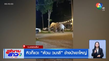 หิวก็แวะ ด้วน วนาลี ช้างป่าเขาใหญ่ จ.นครราชสีมา