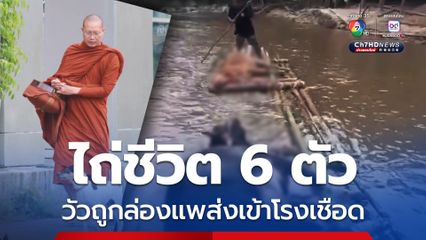 ไถ่ชีวิตได้ทัน วัว 6 ตัวถูกมัดใส่แพหวังส่งเข้าโรงเชือด