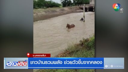 ชาวบ้านรวมพลัง ช่วยวัวขึ้นจากคลอง