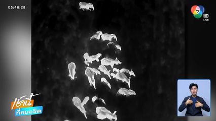 ผลักดันช้างป่าโขลงใหญ่กลับเข้าป่า