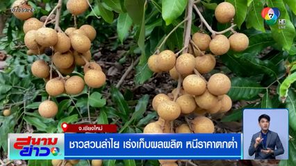 ชาวสวนลำไย เร่งเก็บผลผลิต หนีราคาตกต่ำ แจงดรามากิโลกรัมละ 1 บาท