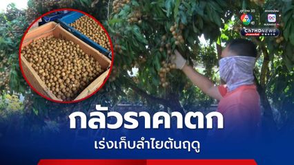 ชาวสวนลำไย เร่งเก็บผลผลิตต้นฤดู หวั่นราคาตก เทียบปีก่อนราคาสูงกว่า วอนรัฐบาลช่วยเหลือ 