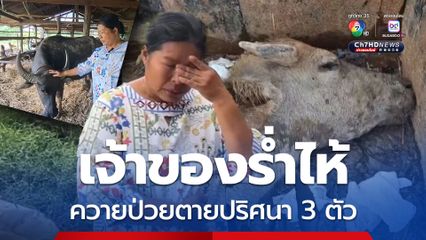 เจ้าของร่ำไห้ ควายสุดรักป่ายตายปริศนา 3 ตัวรวด หวั่นโรคระบาด