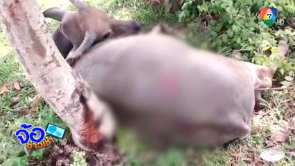 จบอย่างไร รถเก๋งชนควาย