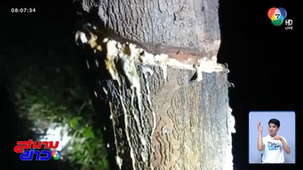 หากินง่ายเกิน ! ลักกรีดยางพารานับ 100 ต้น