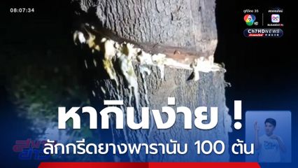 หากินง่ายเกิน ! ลักกรีดยางพารานับ 100 ต้น