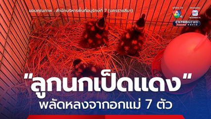 “ลูกนกเป็ดแดง” พลัดหลงจากอกแม่ 7 ตัว