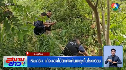 เหิมเกริม แก๊งมอดไม้ลักตัดต้นพะยูงในโรงเรียน จ.บุรีรัมย์