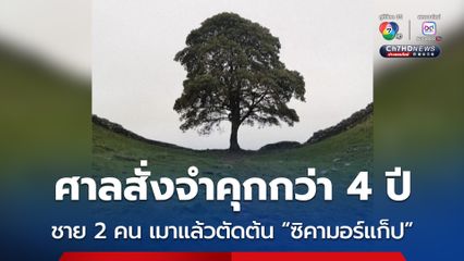 ศาลตัดสินจำคุกชาย 2 คน กว่า 4 ปี ฐานเมาแล้วตัดต้น “ซิคามอร์แก็ป” แลนด์มาร์กในอังกฤษ