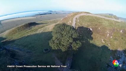 จำคุก 2 ชายอังกฤษกว่า 4 ปี เมาแล้วตัดต้นไม้เก่าแก่ 200 ปี ที่อังกฤษ