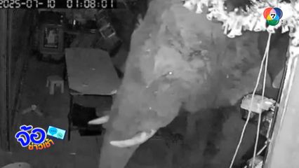 พลายเบี่ยงเล็ก บุกร้านชำกลางดึก จ.นครราชสีมา