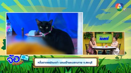 หวั่นอาถรรพ์แมวดำ นอนเฝ้าพระมรณภาพ