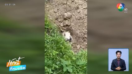 คิดว่าตาย จับสุนัขฝังดินเกือบตายทั้งเป็น