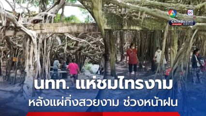 นักท่องเที่ยวแห่เที่ยวชมไทรงาม อ.พิมาย จ.นครราชสีมา หลังแผ่กิ่งสวยงาม ช่วงหน้าฝน จยกลายเป็นแหล่งท่องเที่ยวสุดอันซีน