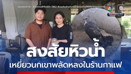 สงสัยหิวน้ำ เหยี่ยวนกเขาพลัดหลงในร้านกาแฟ