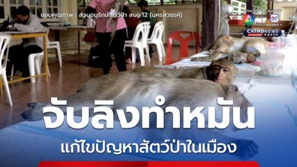 จับลิงทำหมัน แก้ไขปัญหาสัตว์ป่าในเมือง