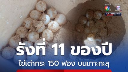 รังที่ 11 ของปี ! พบไข่เต่ากระ 150 ฟอง บนเกาะทะลุ จ.ประจวบคีรีขันธ์ 