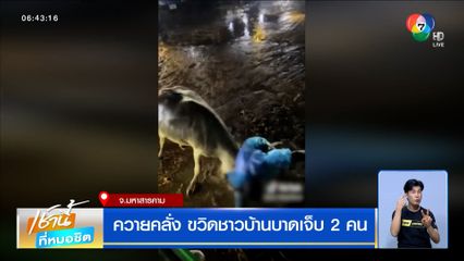 ควายคลั่ง ขวิดชาวบ้านบาดเจ็บ 2 คน สุดท้ายต้องตัดสินใจจบชีวิตควาย