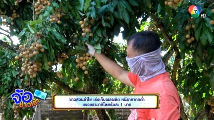 ชาวสวนลำไย เร่งเก็บผลผลิต หนีราคาตกต่ำ แจงดรามากิโลกรัมละ 1 บาท
