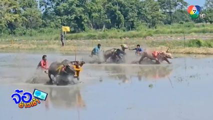 อนุรักษ์ประเพณีท้องถิ่นวิ่งควายไทย