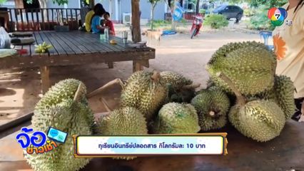 ทุเรียนอินทรีย์ปลอดสาร กิโลกรัมละ 10 บาท