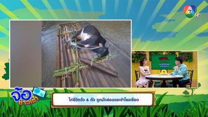 ไถ่ชีวิตวัว 6 ตัว ถูกมัดล่องแพเข้าโรงเชือด