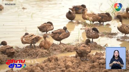 ฝนตกชุก กระทบเป็ดไล่ทุ่ง จ.ขอนแก่น