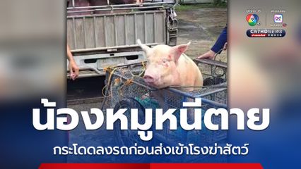 ใจเด็ด น้องหมูกระโดดลงรถหนีตายก่อนถูกส่งเข้าโรงฆ่าสัตว์ พระครูอ๊อดช่วยไถ่ชีวิต
