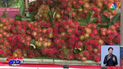 เงาะแม่แตง แท้ ต้องหวานฉ่ำ ไม่แฉะ จ.เชียงใหม่