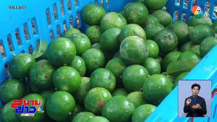 ราคามะนาว ลูกละ 20 สตางค์ จ.ราชบุรี