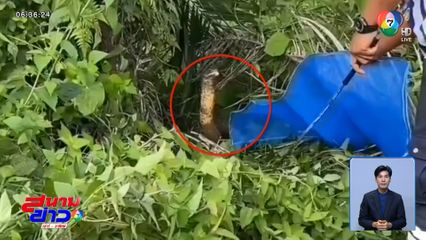 เจอ บองหลา ยาว 5 เมตร ซุกสวนปาล์ม จ.ตรัง