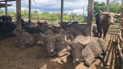 พระทำดีต้องชื่นชม! ใช้พื้นที่หลังวัดสร้างอาชีพให้ชาวบ้าน