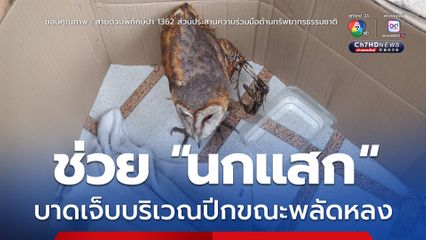 ช่วย “นกแสก” บาดเจ็บบริเวณปีกขณะพลัดหลง
