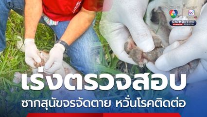 เจ้าหน้าที่ จ.ชุมพร เร่งตรวจสอบซากสุนัขจรจัดตายหลายตัว หวั่นโรคติดต่อ 