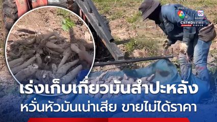 เกษตรกรปลูกมันสำปะหลัง จ.สกลนคร เร่งเก็บเกี่ยวผลผลิตหลังฝนตกต่อเนื่อง หวั่นหัวมันเน่าเสียขายไม่ได้ราคา