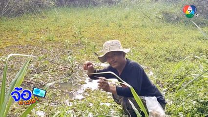 จับปลาไหลต้นน้ำวังน้ำเขียว สร้างรายได้