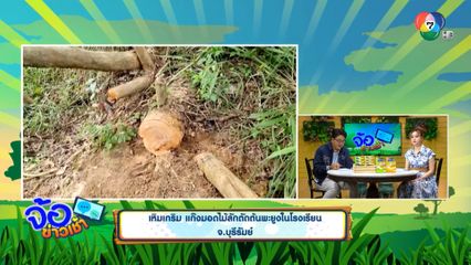 เหิมเกริม แก๊งมอดไม้ลักตัดต้นพะยูงในโรงเรียน จ.บุรีรัมย์
