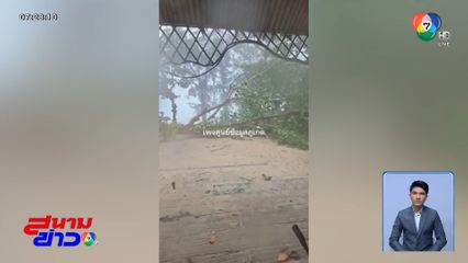 ลมพัดต้นไม้ล้ม ทับหญิงชาวจีนเสียชีวิต
