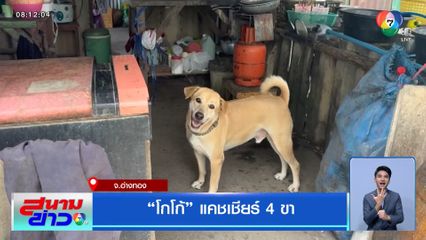 โกโก้ แคชเชียร์ 4 ขา