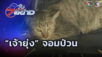 7 วัน 7 อย่าง : “เจ้ายุ่ง” จอมป่วน