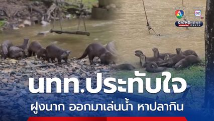 ฝูงนากนับสิบตัว ออกมาเล่นน้ำ หาปลากินในแหล่งท่องเที่ยวธรรมชาติ