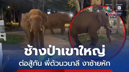 พี่ด้วนวนาลี ช้างป่าเขาใหญ่ งาหัก หลังต่อสู้กับ ช้างป่างาเบี่ยงใหญ่