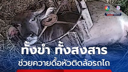 ทั้งขำ ทั้งสงสาร ช่วยควายดื้อหัวติดล้อรถไถ