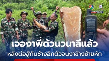 เจองาพี่ด้วนวนาลีแล้ว หลังต่อสู้กับช้างอีกตัวจนงาข้างซ้ายหัก