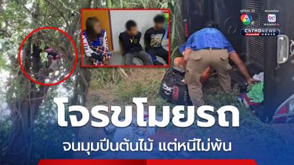 ไล่ล่าระทึก โจรขโมยรถหลวงพ่อ จนมุมปีนต้นไม้หนี แต่ไม่พ้นสายตาตำรวจ