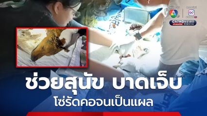 เจ้าหน้าที่ช่วยเหลือสุนัขบาดเจ็บ จากการถูกโซ่รัดคอ เจ้าของเผย เลี้ยงมาตั้งแต่สุนัขยังเล็ก แต่พอโตมาสุนัขเริ่มมีพฤติกรรมดุร้าย จึงต้องล่ามโซ่