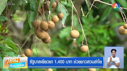 รัฐบาลเยียวยา 1,400 บาท ช่วยชาวสวนลำไย